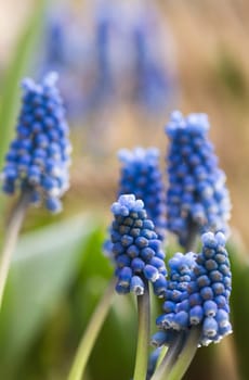 Blue Common grape hyacinth in spring