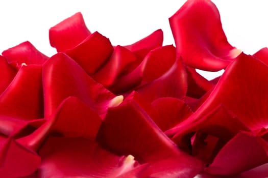 Rose Petals wd676