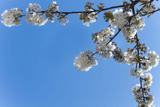 White cherry blossoms and a blue sky in spring