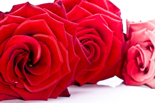 three roses wd673