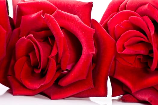 Two Roses wd675