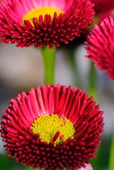 red daisy 24
