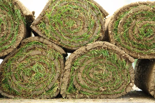 Rolled sod