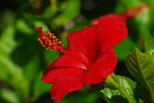 Red hibiscus