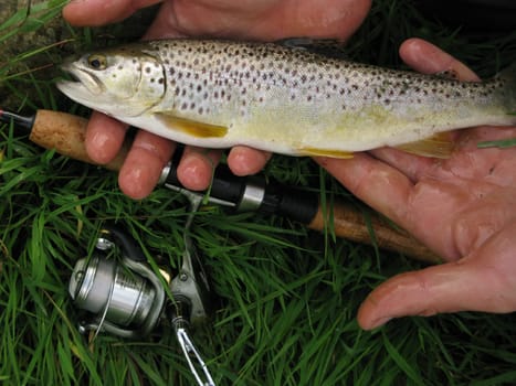Trout, fish