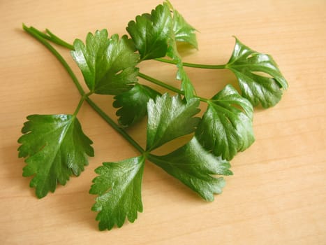 Celery,Apium graveolens
