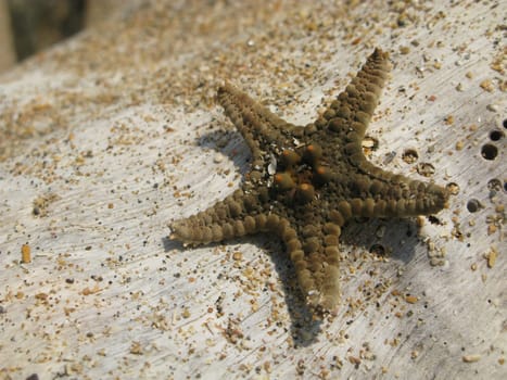 Star fish