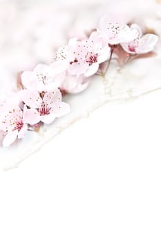 Red Beech Blossom