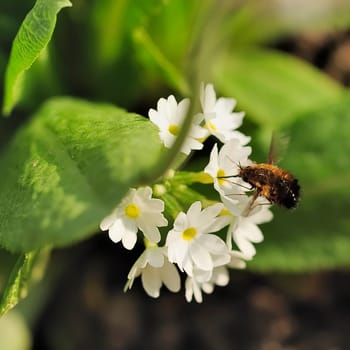 Flower with insect