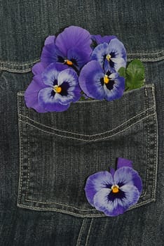 Pansy