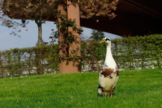 Runner duck 15