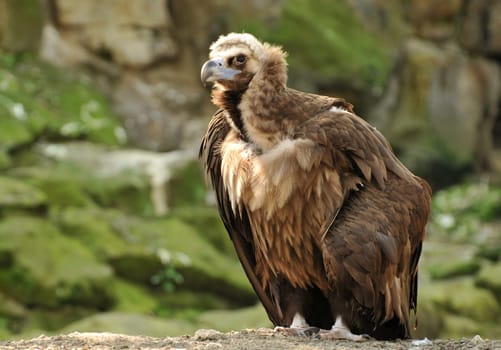 Black vulture