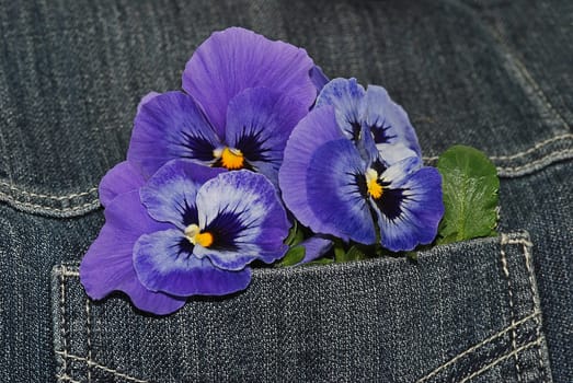 Pansy
