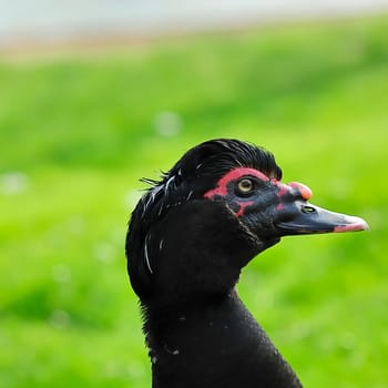 Musk Duck 1