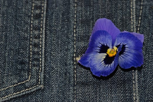 Flower in buttonhole