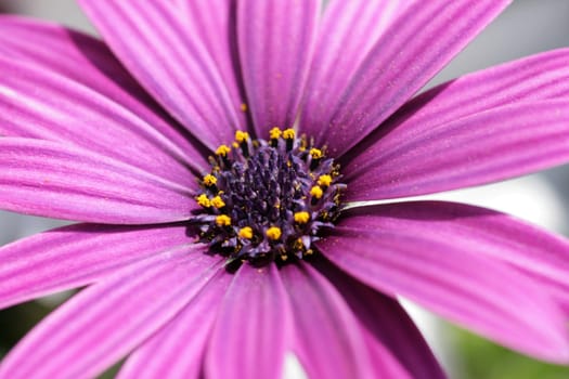 Purple Cape Cup Blossom