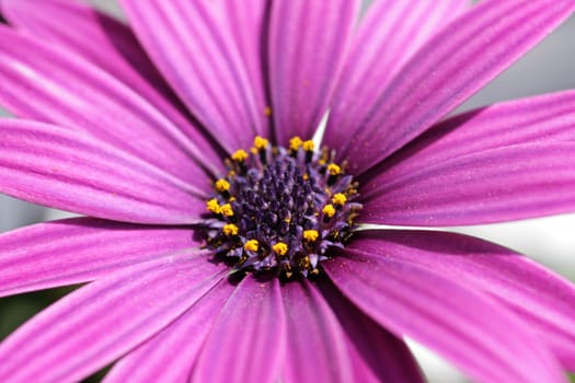 Violet Cape Basket