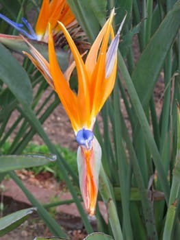 Parrot plant