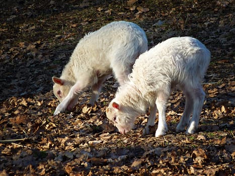 Two Lambs
