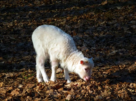 lamb