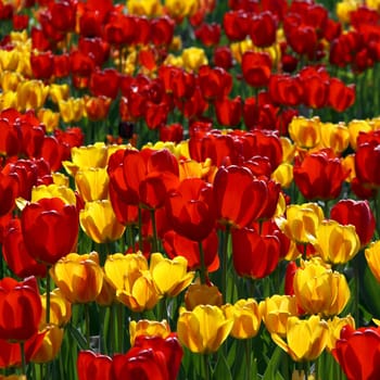 The yellow and red in the tulip bed