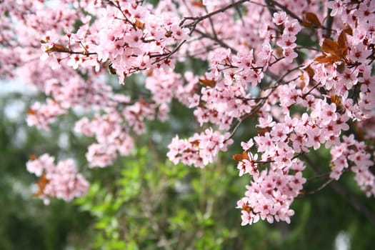 spring