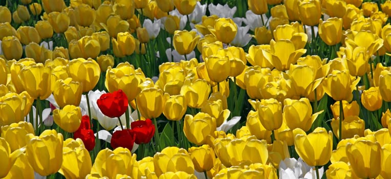 Yellow White Red