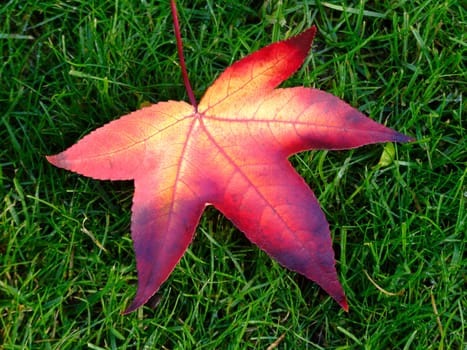 Maple Leaf (Acer)