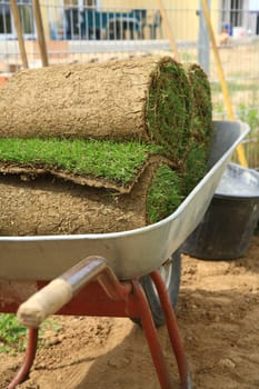 Rolled sod