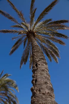 Palm tree