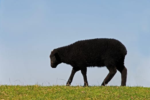 black sheep