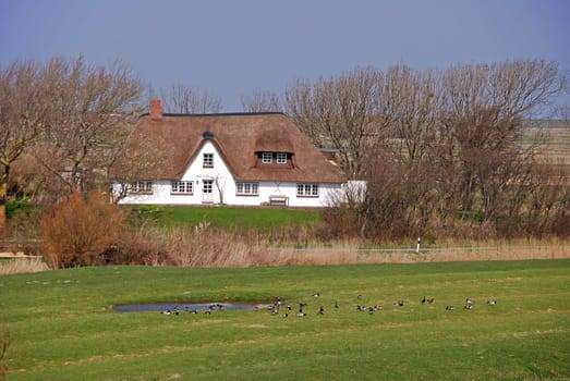 Thatched roof house