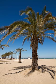 Palm tree