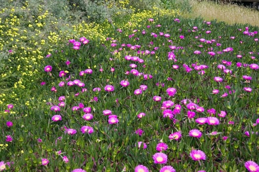 Sea of Flowers,Portugal,Portimao