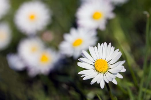 Chamomile,Matricaria inodora
