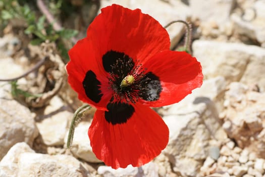 Poppy in the mountains