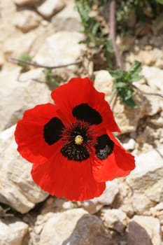 Poppy blossom in the mountains