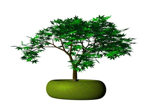Bonsai