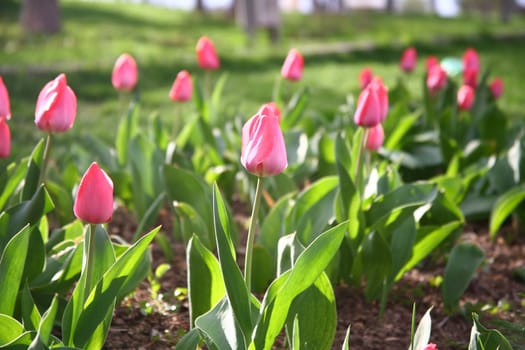 tulips