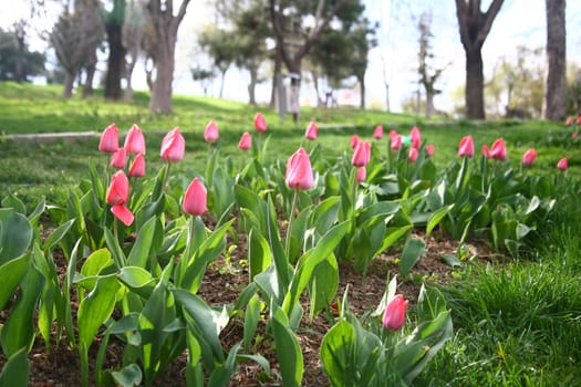 tulips