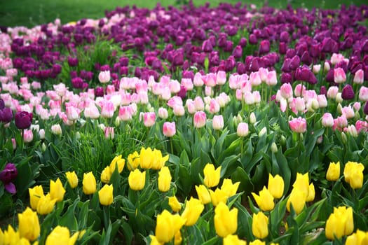 tulips