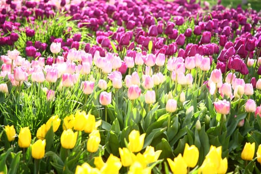 tulips