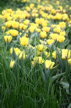 tulips