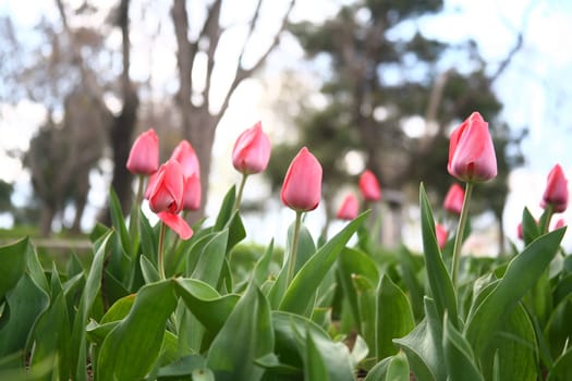 tulips