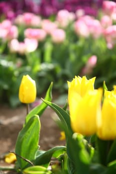 tulips