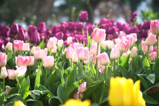 tulips