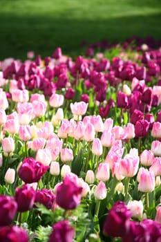 tulips