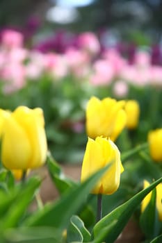 tulips