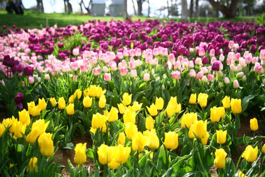 tulips