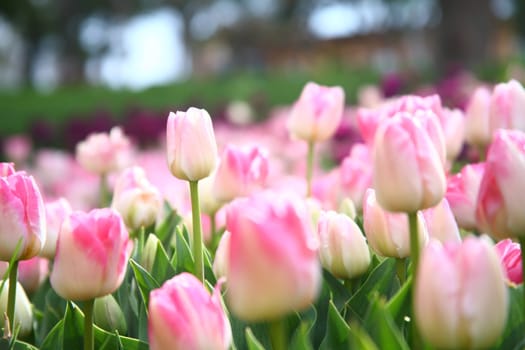 tulips